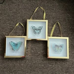 Butterfly Pictures